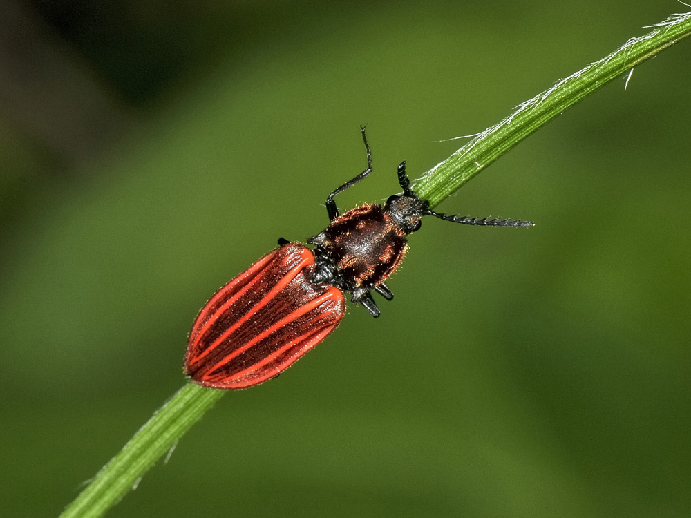 Elateridae:  Anostirus cfr. purpureus